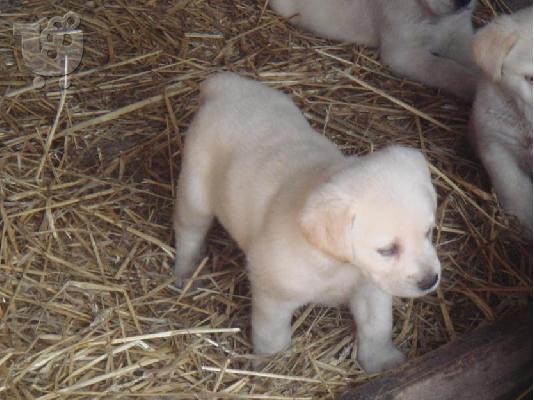 LABRADOR