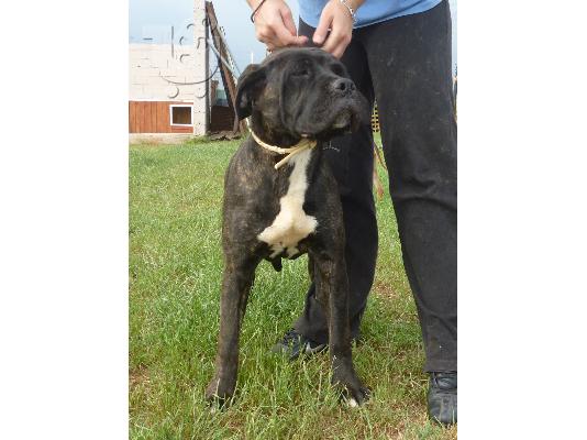 Cane Corso