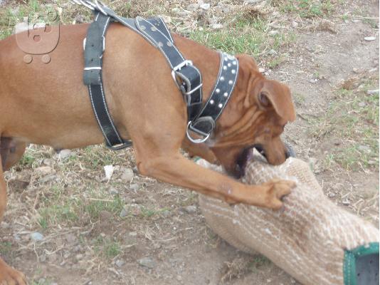 Αμερικανικο Πιτ Μπουλ Τερριερ