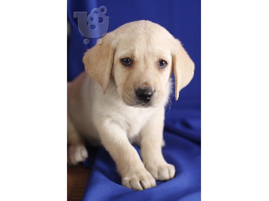 yorkshire,maltese,labrador,english bulldog,chihuahua,husky