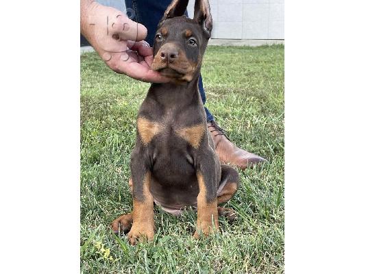 PoulaTo: Doberman TOP κουτάβια