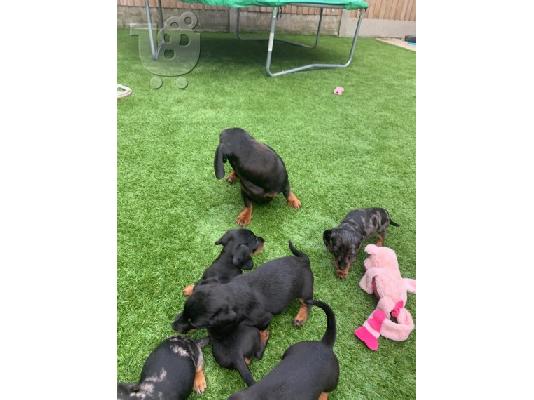 Χριστούγεννα Dachshund