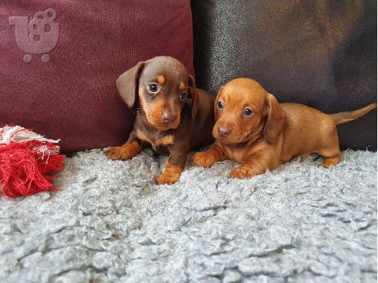 PoulaTo: AKC Dachshunds