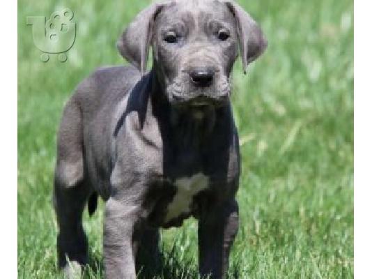 PoulaTo: Μπλε κουτάβια Great Dane