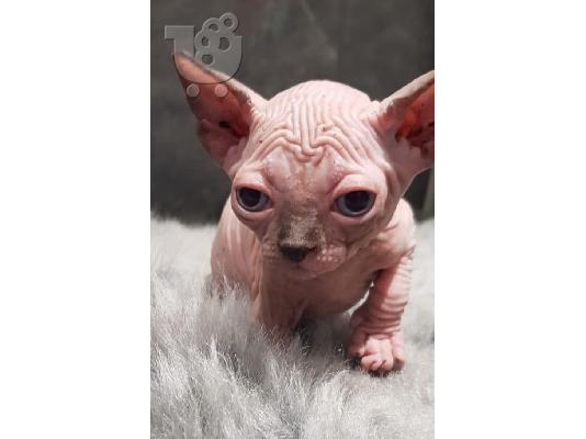 Γεια σας έχω προς πώληση όμορφα γατάκια Sphinx. Έμαθε...