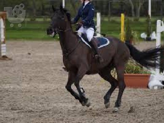 Reduced-stunning Welsh Section A