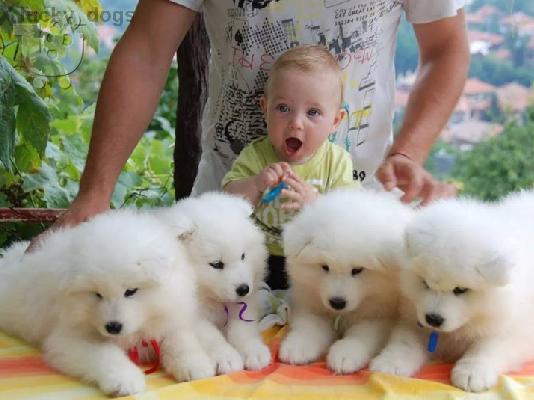 PoulaTo: SAMOYED