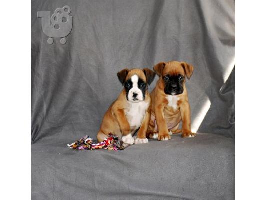PoulaTo: Boxer 250 euro