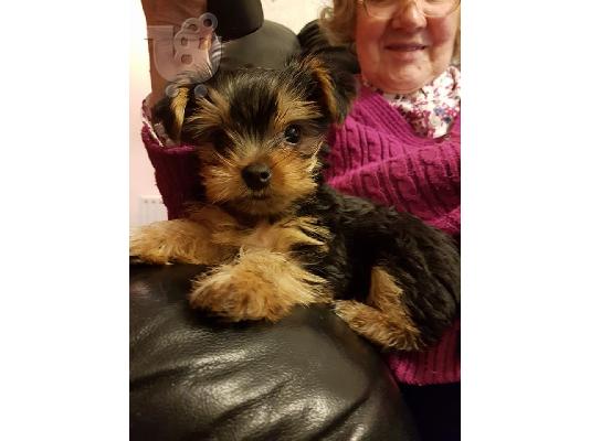 X μαζικά κουτάβια Yorkie