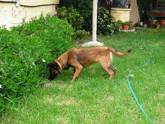 ΛΥΚΑΙΝΑ ΤΕΡΒΙΡΕΝ ΗΜΙΑΙΜΗ ΧΑΡΙΖΕΤΑΙ