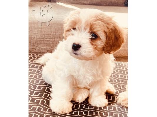 Διαθέσιμα χαριτωμένα κουτάβια Cavachon.