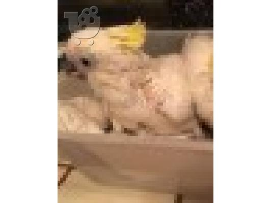 PoulaTo: μωρά cockatoo παπαγάλος για € 200