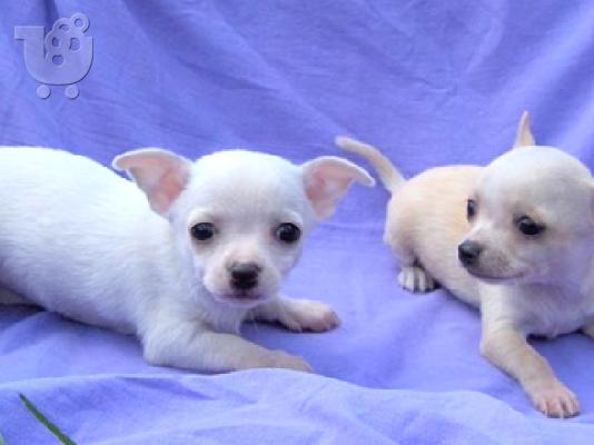 PoulaTo: chihuahua Παρέχονται αρσενικά και θηλυκά,