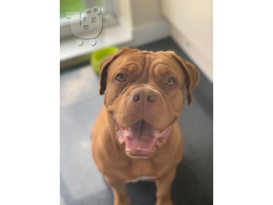 Κουτάβια Adorabe Dogue De Bordeaux