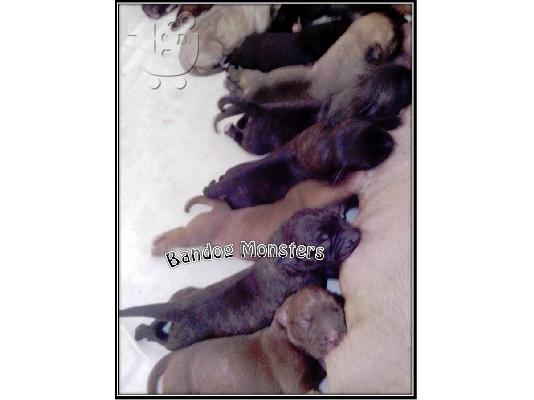 Bandog american