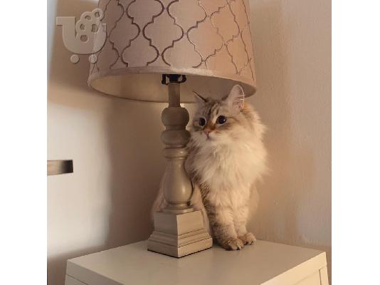 PoulaTo: Όμορφα γατάκια Ragdoll Διατίθεται προς πώληση.