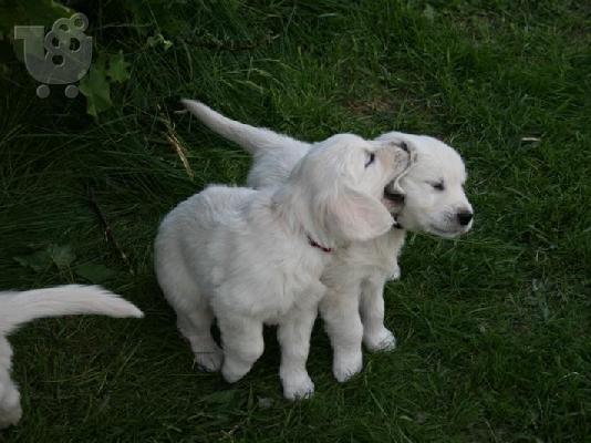 Golden retriever κουτάβια
