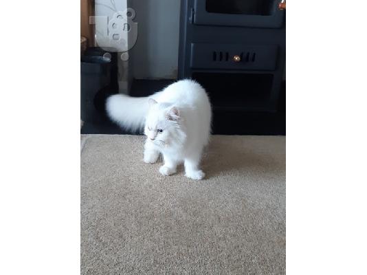 Το Beautiful Solitaire Chinchilla Kitten Gccf είναι εγγεγραμμένο