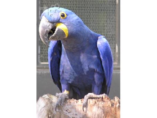 PoulaTo: hyacinth macaw for sale