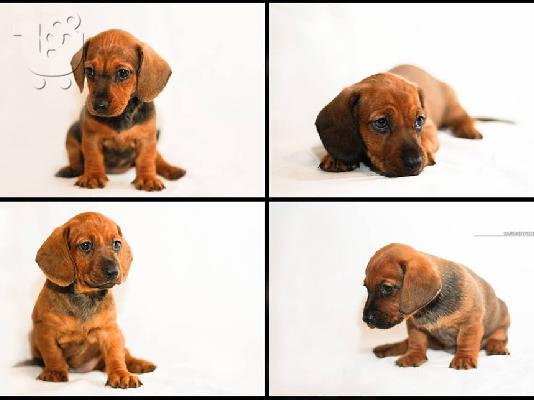 PoulaTo: Κουταβάκια Λουκάνικα (Dachshund)