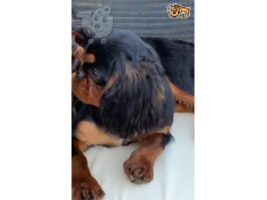 King of Cavaliers Charles κουτάβια.