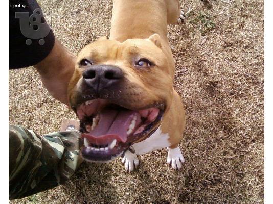 pit bull amstaff