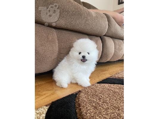 PoulaTo: Δύο φοβερά κουτάβια Pomeranian
