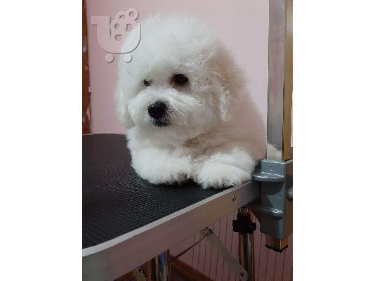 Bichon Frize κουτάβια