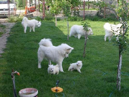 SAMOYED