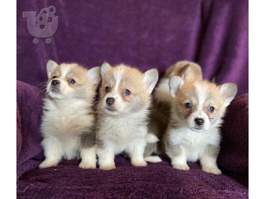 PoulaTo: Πανέμορφα κουτάβια Pembroke Welge Corgi έτοιμα.