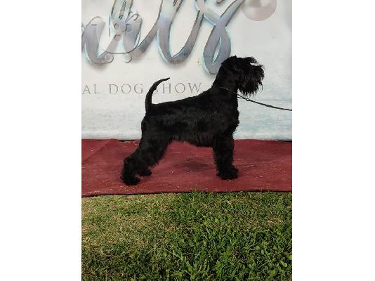 Μινιατούρα Schnauzer κουτάβια