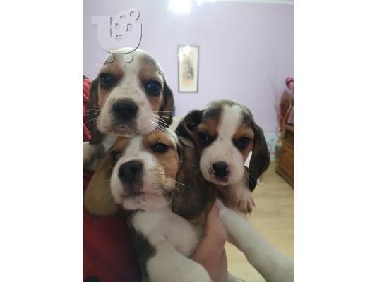 Κουτάβια Beagle προς πώληση
