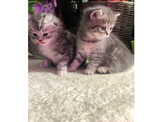 Scottish Fold Kittens για Υιοθεσία