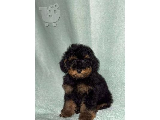PoulaTo: Μαύροι και Καφέ Toy Poodle