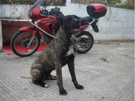 PoulaTo: bandog ΚΟΥΤΑΒΙΑ  ΜΑΣΤΙΦ Μαστίφ Μαστίφ