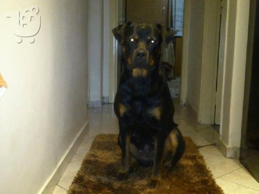 rottweiler