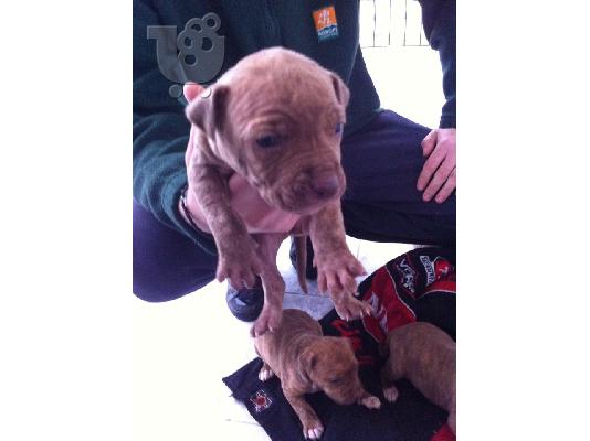 pitbull rednose