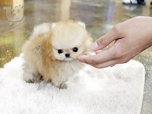 PoulaTo: γλυκό και αξιολάτρευτο κουτάβια Pomeranian € 300.