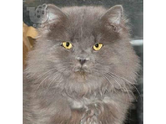 PoulaTo: Βιρμανίας γάτα..L.. Βιρμανίας ( Birman)