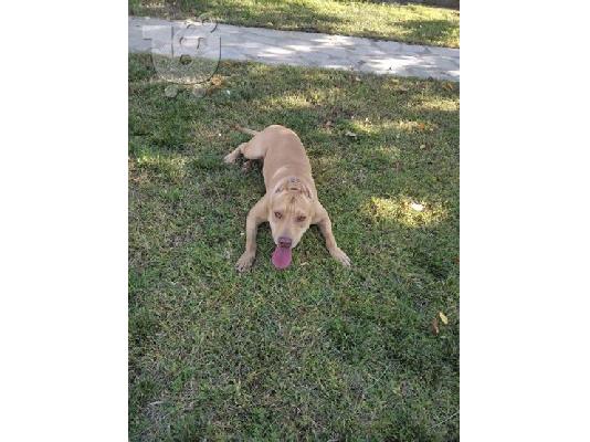 pitbull rednose