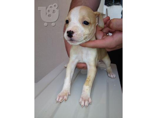 PoulaTo: pitbull