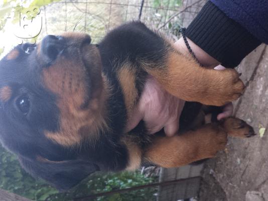 PoulaTo: Καθαρόαιμα rottweiler