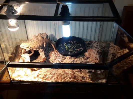 PoulaTo: Πωλείται γενειοφόρος δράκος-Bearded Dragon