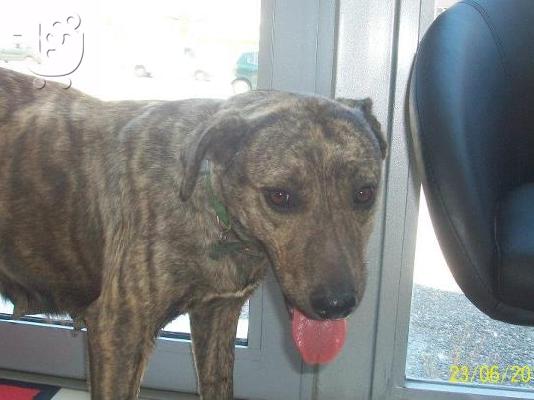 FEMALE PITBULL(MIX) IN NEED OF HOME(Αρ.Πρωτ 4247/02)