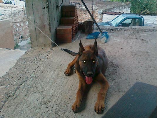 malinois
