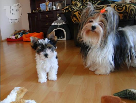 Χαριτωμένο καθαρόαιμο κουτάβι biewer yorkshire terrier