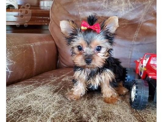 Αρσενικό και θηλυκό φοβερό T-Cup Yorkies κουτάβια για υιοθεσία...