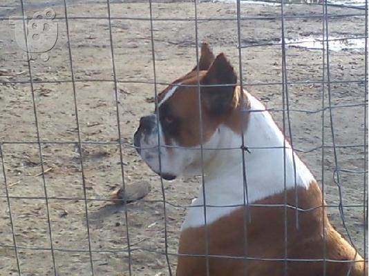 boxer