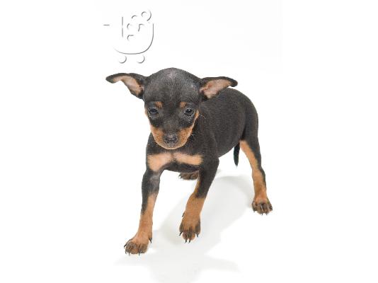 PoulaTo: Pinscher Toy (το μικροτερο σκυλι που υπαρχει).