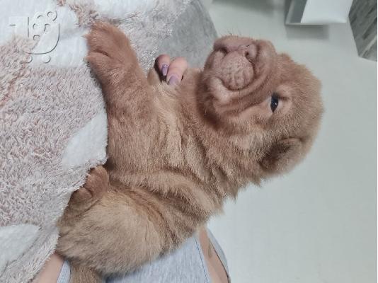 Εκπαιδευμένα κουτάβια Shar Pei έτοιμα να πάνε